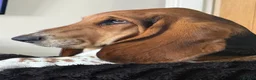 Basset Hound dogs for sale: Norbett the Bassett - Advert 1