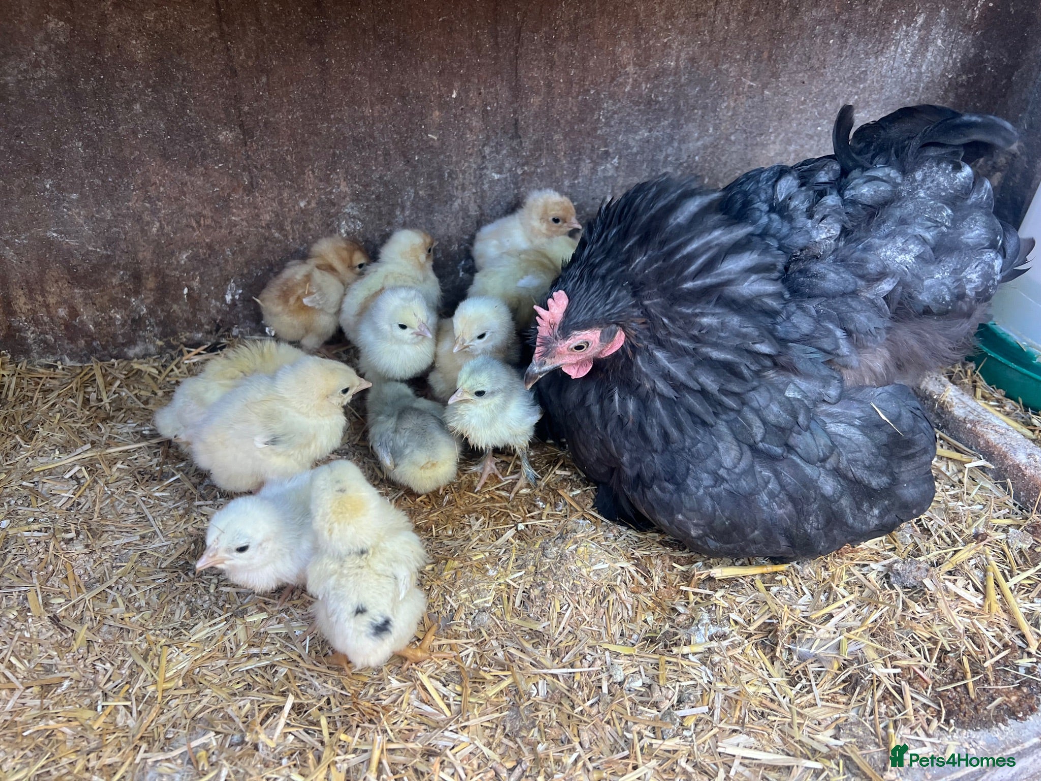 Chickens poultry Pekin mum and 15 chicks for sale  - Advert 1