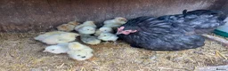 Chickens poultry for sale: Pekin mum and 15 chicks for sale  - Advert 1