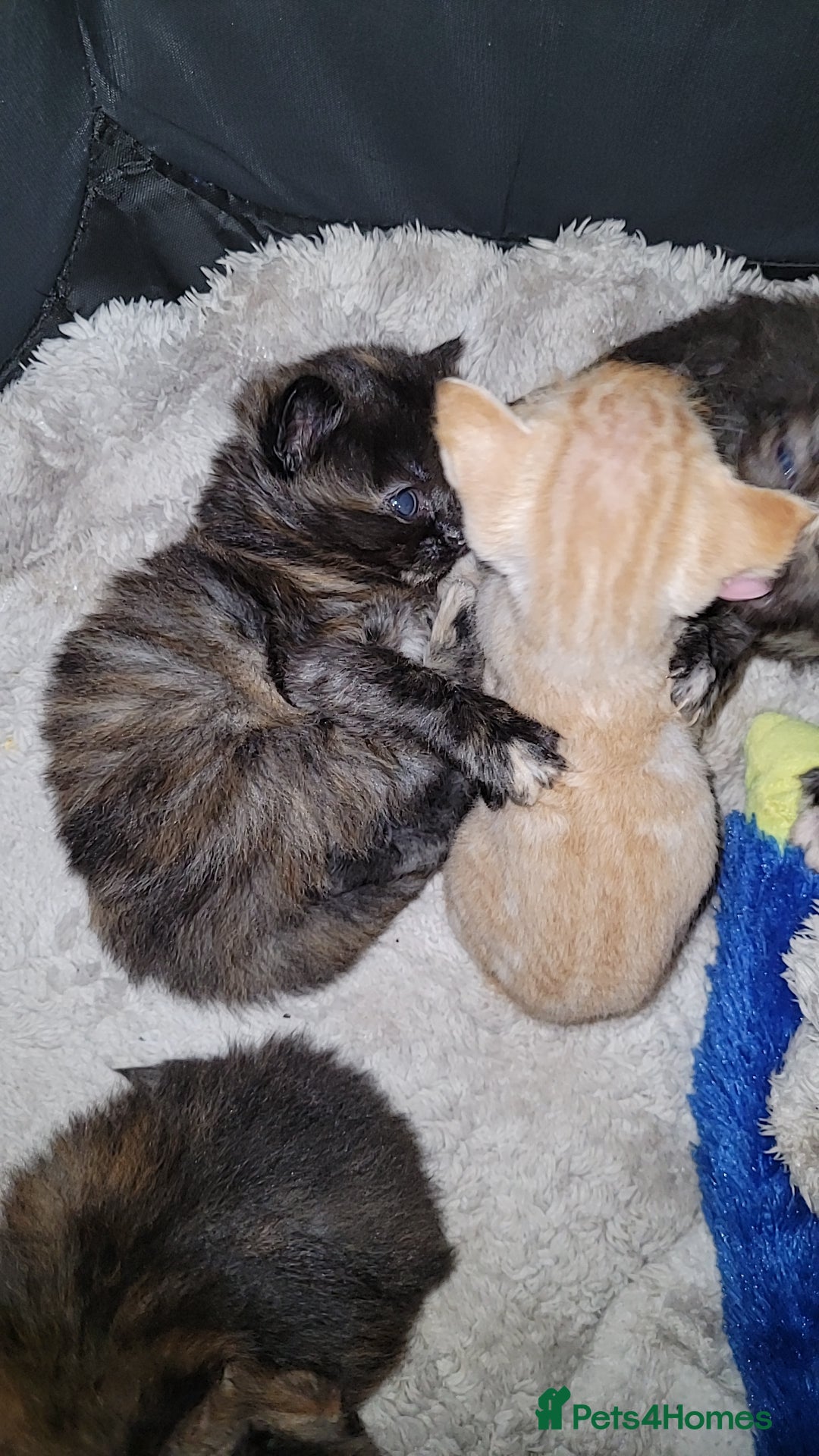 Mixed Breed cats for sale: Beautiful mixed kittens  - Advert 4