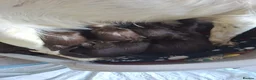 Sprocker dogs for sale: Sprocker pups - Advert 30