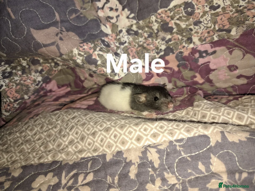 Rat rodents for sale: Fancy Rats  in Brandon - Advert 2