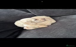 Miniature Dachshund dogs for sale: 2 Beautiful cream dachshunds  - Image 2