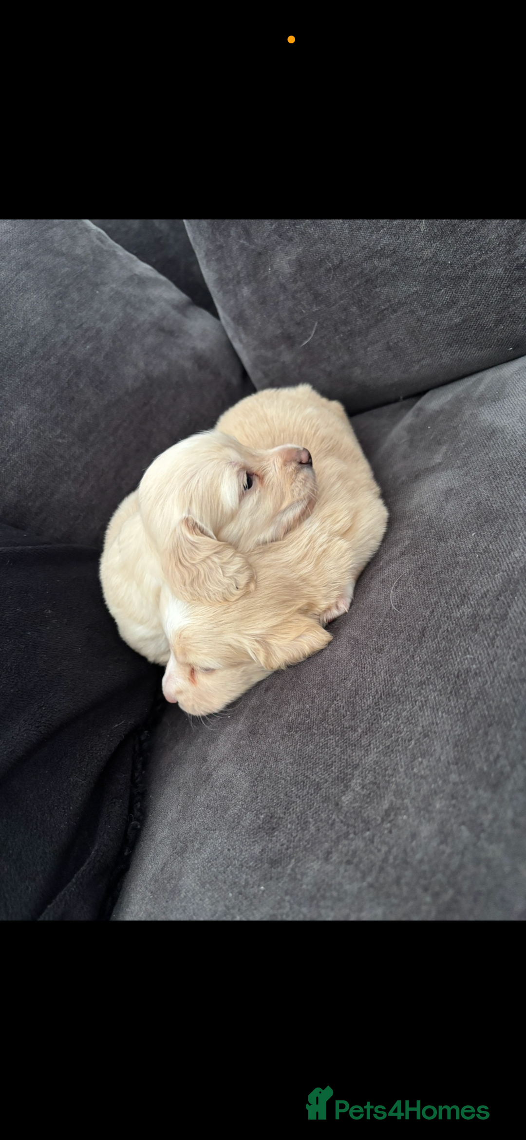Miniature Dachshund dogs for sale: 2 Beautiful cream dachshunds  - Image 2