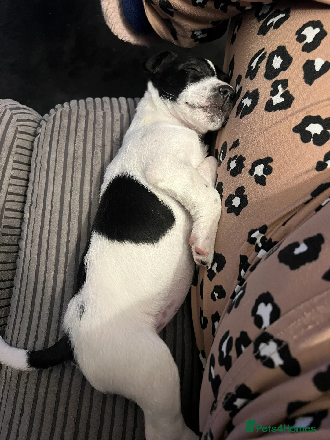 Jack Russell dogs for sale: Female Jack Russel  - Advert 24
