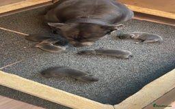 Staffordshire Bull Terrier dogs for sale: Blue Staffies - Image 10