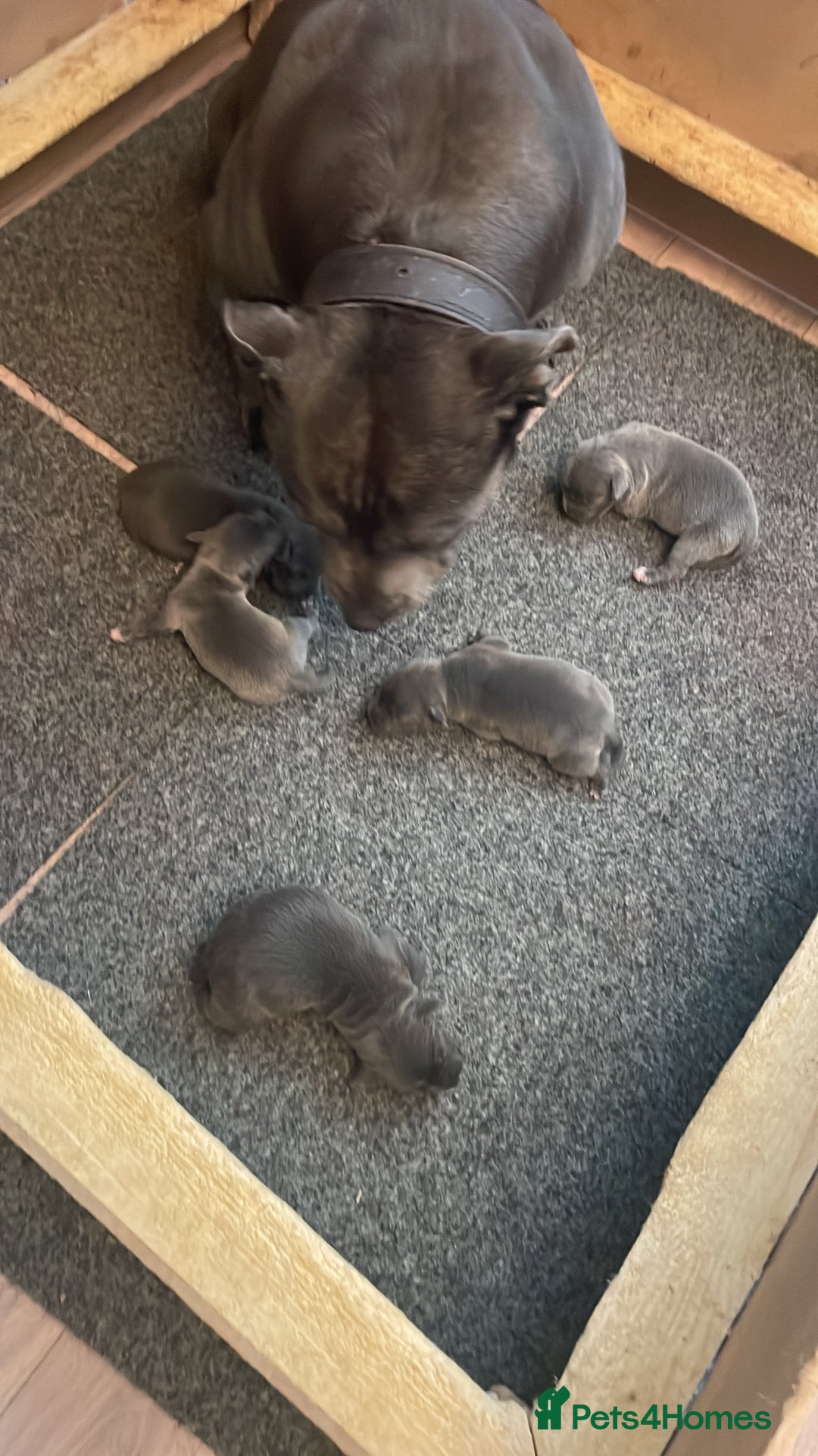 Staffordshire Bull Terrier dogs for sale: Blue Staffies - Image 10