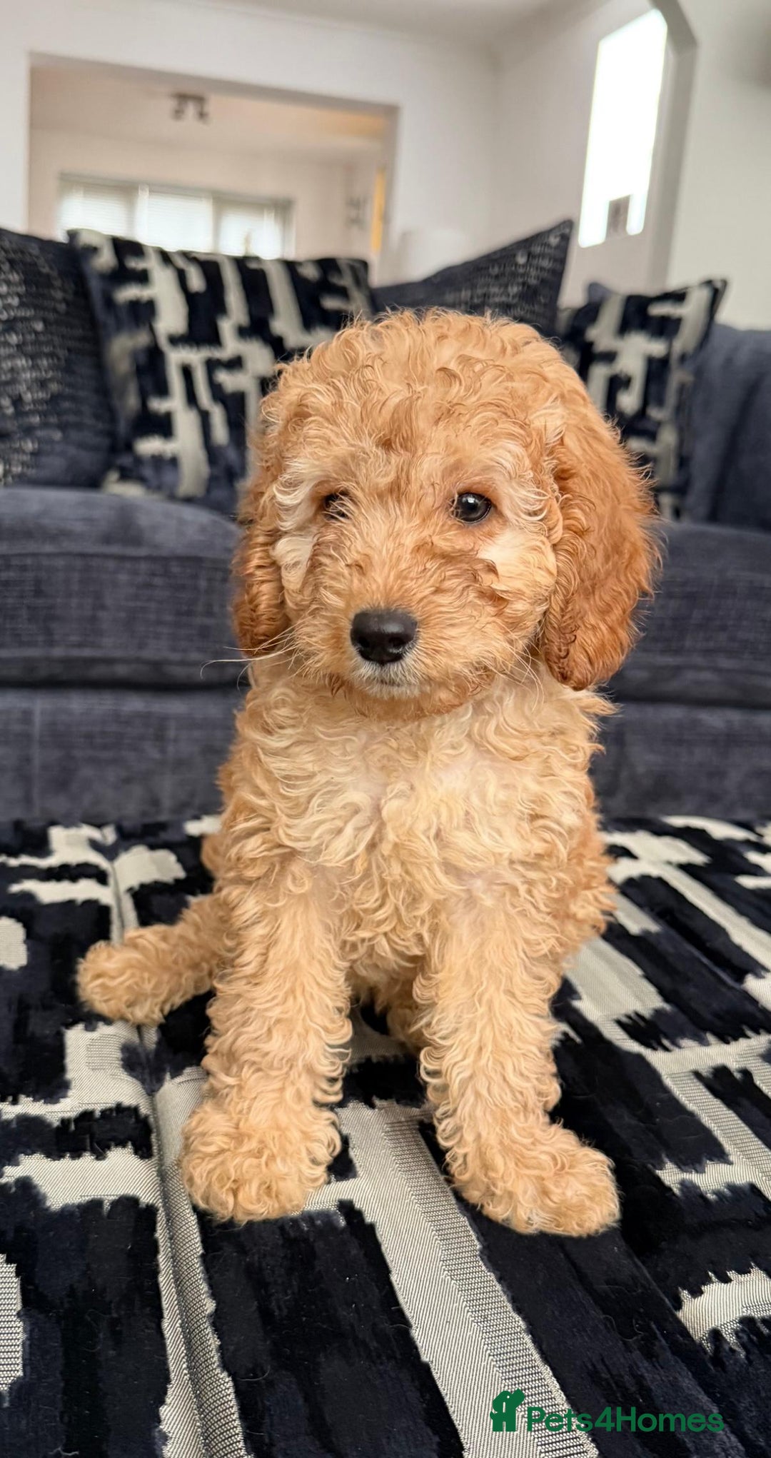 Cavapoo dogs for sale: *BABY CAVAPOO* in Nottingham - Image 4