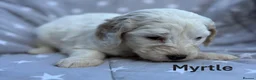 Bernedoodle dogs for sale: Bernedoodle puppies. F1b. Home reared, DNA tested  - Advert 26