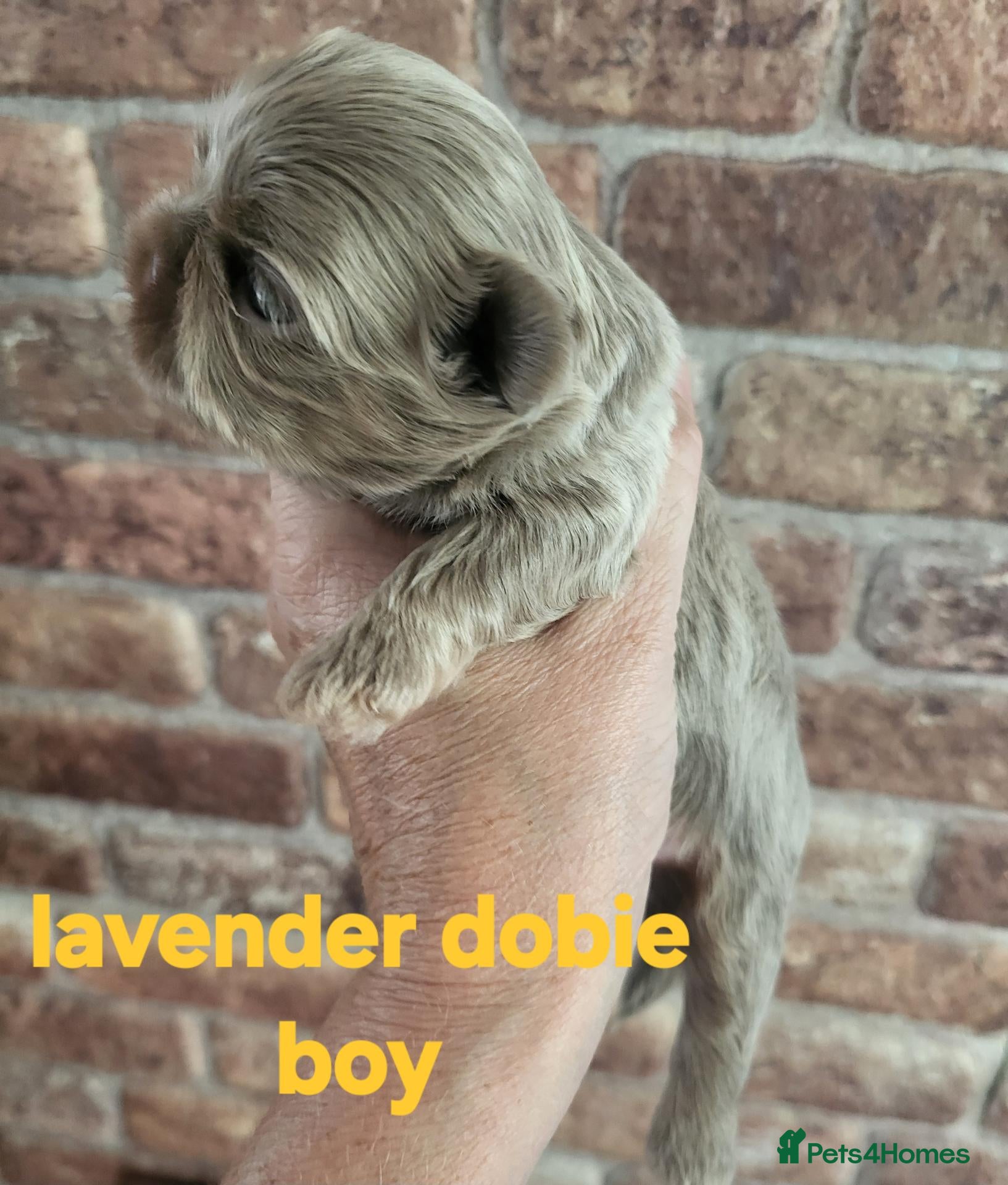 Shih Tzu dogs Imperial shih tzu  - Advert 5