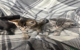 Mixed Breed cats for sale: chunky kittens - Image 15