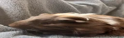 Guinea Pig rodents for sale: Male Guinea Pig for Sale - Advert 4