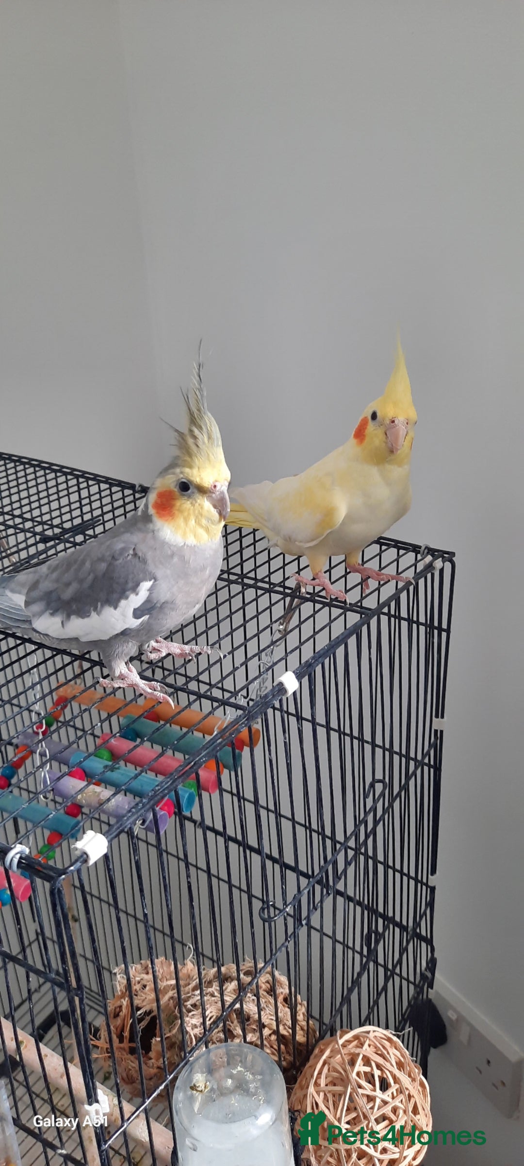 Cockatiels birds    Cocktails - Advert 3