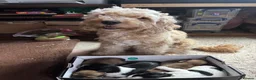 Mixed Breed dogs for sale: Poodle x begale  ** hih tzu x bichon frise in Brecon - Advert 14