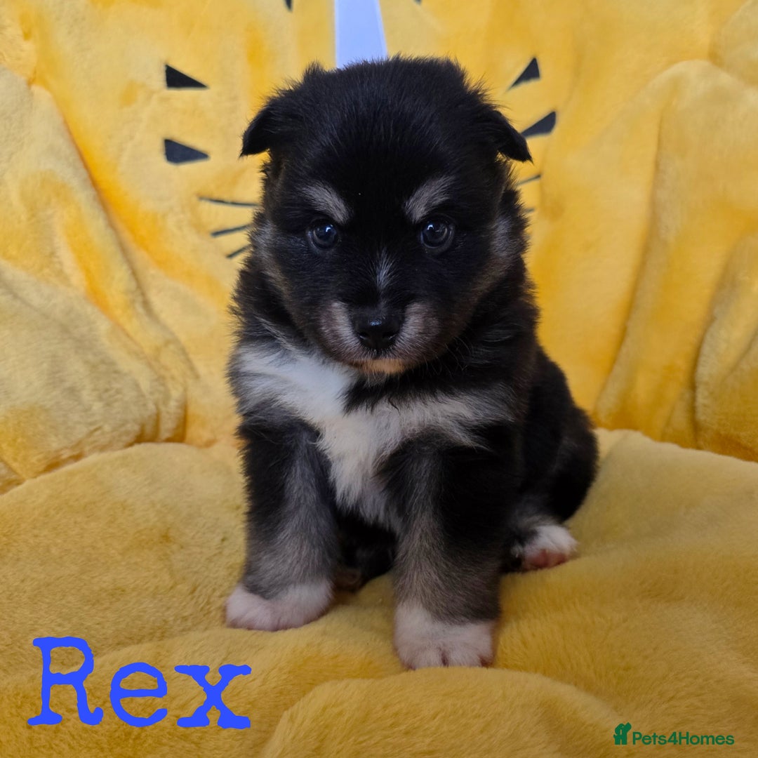 Pomsky dogs for sale: Stunning Pomsky Puppies  - Image 4