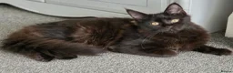 Maine Coon cats for sale: 2 kittens left XL Maine Coon TICA registered  - Advert 12