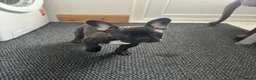 French Bulldog dogs for sale: 3 French bulldog puppies ready to find their home  - Advert 15