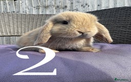 Mini Lop rabbits for sale: 5 Mini Lop baby rabbits ready 17th SEPT - Image 5