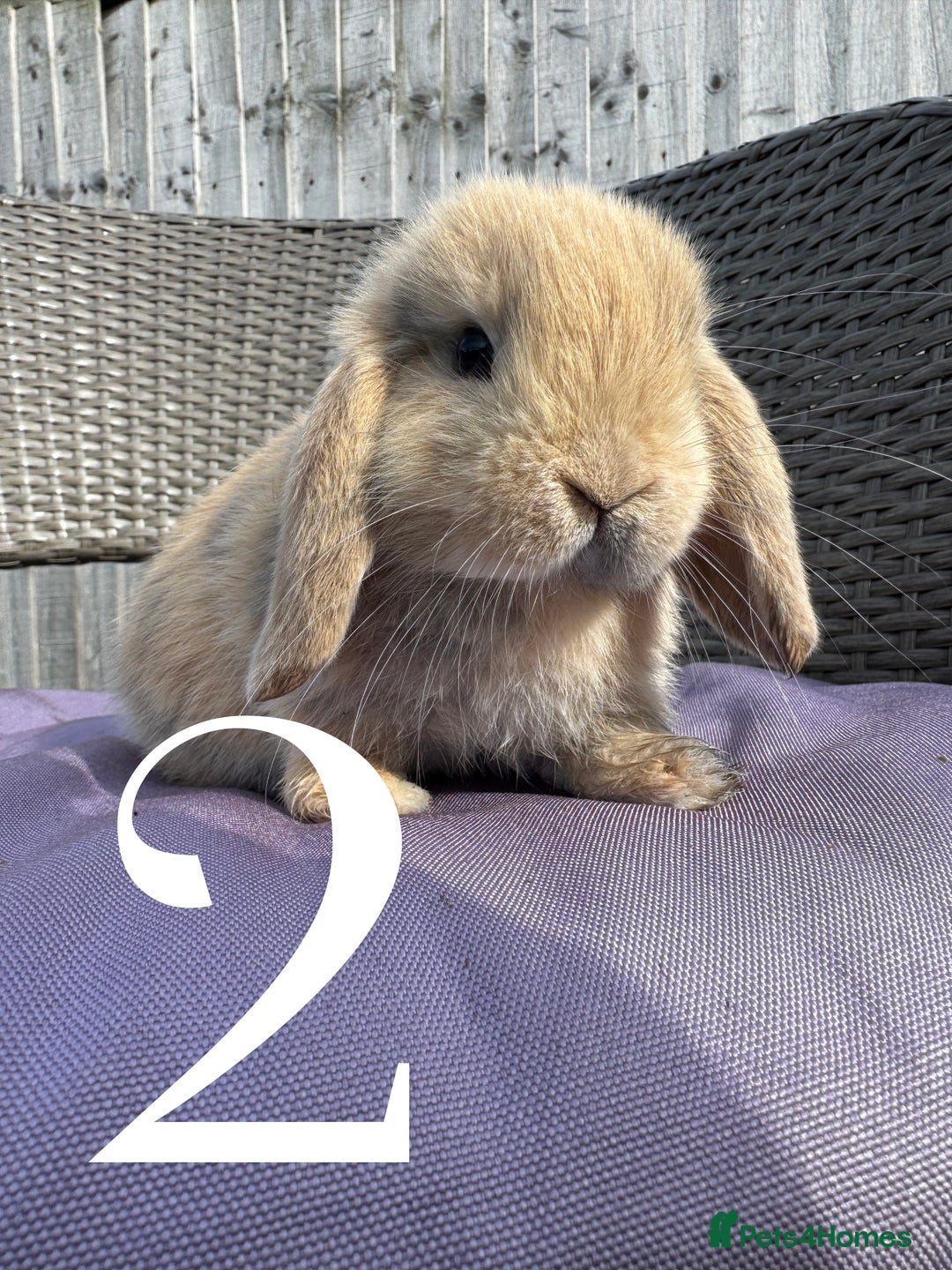 Mini Lop rabbits for sale: 5 Mini Lop baby rabbits ready 17th SEPT - Image 5