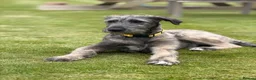 Irish Wolfhound dogs for sale: FEMALE IRISH WOLFHOUND PUPPY - Advert 4