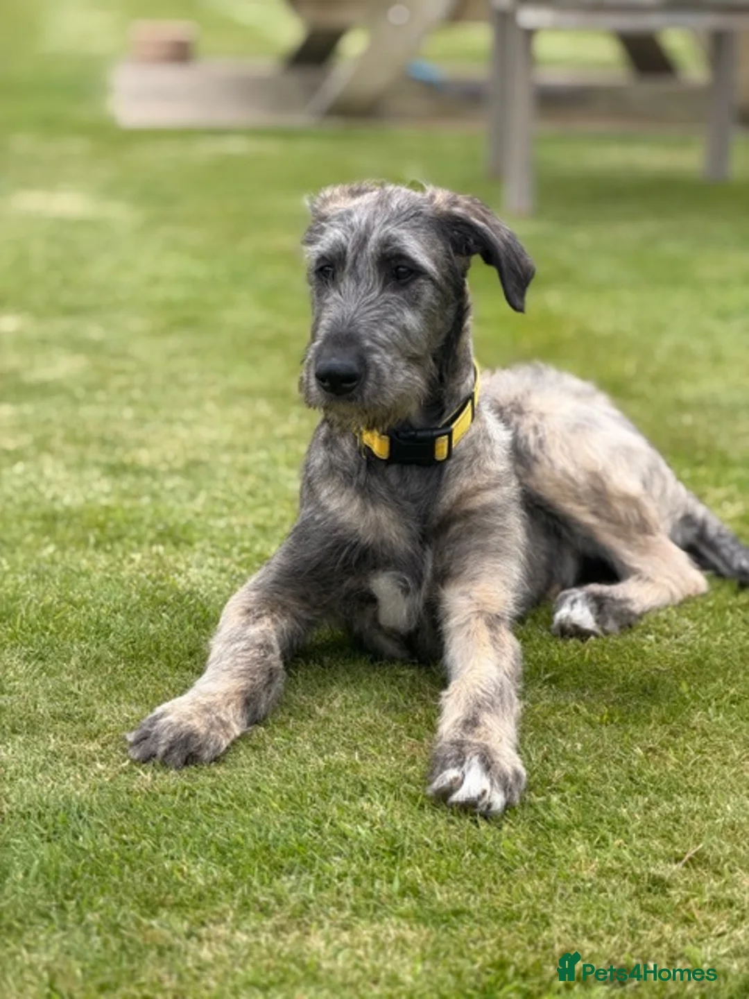 Irish Wolfhound dogs for sale: FEMALE IRISH WOLFHOUND PUPPY - Advert 4