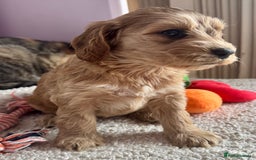 Cockapoo dogs for sale: Stunning show type cockapoo puppies  - Image 13
