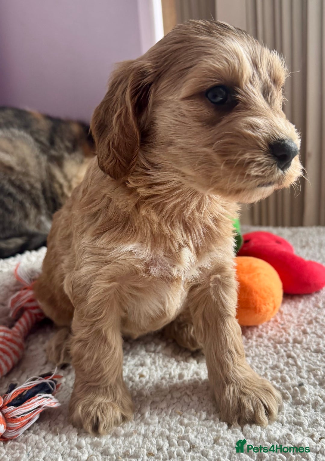 Cockapoo dogs for sale: Stunning show type cockapoo puppies  - Image 13