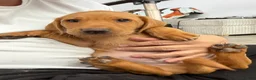 Labrador Retriever dogs for sale: Labrador puppies from a loving family home. - Advert 35