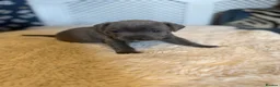 Staffordshire Bull Terrier dogs for sale: KC Registered Blue Staffordshire Bull terrier Pups - Advert 9