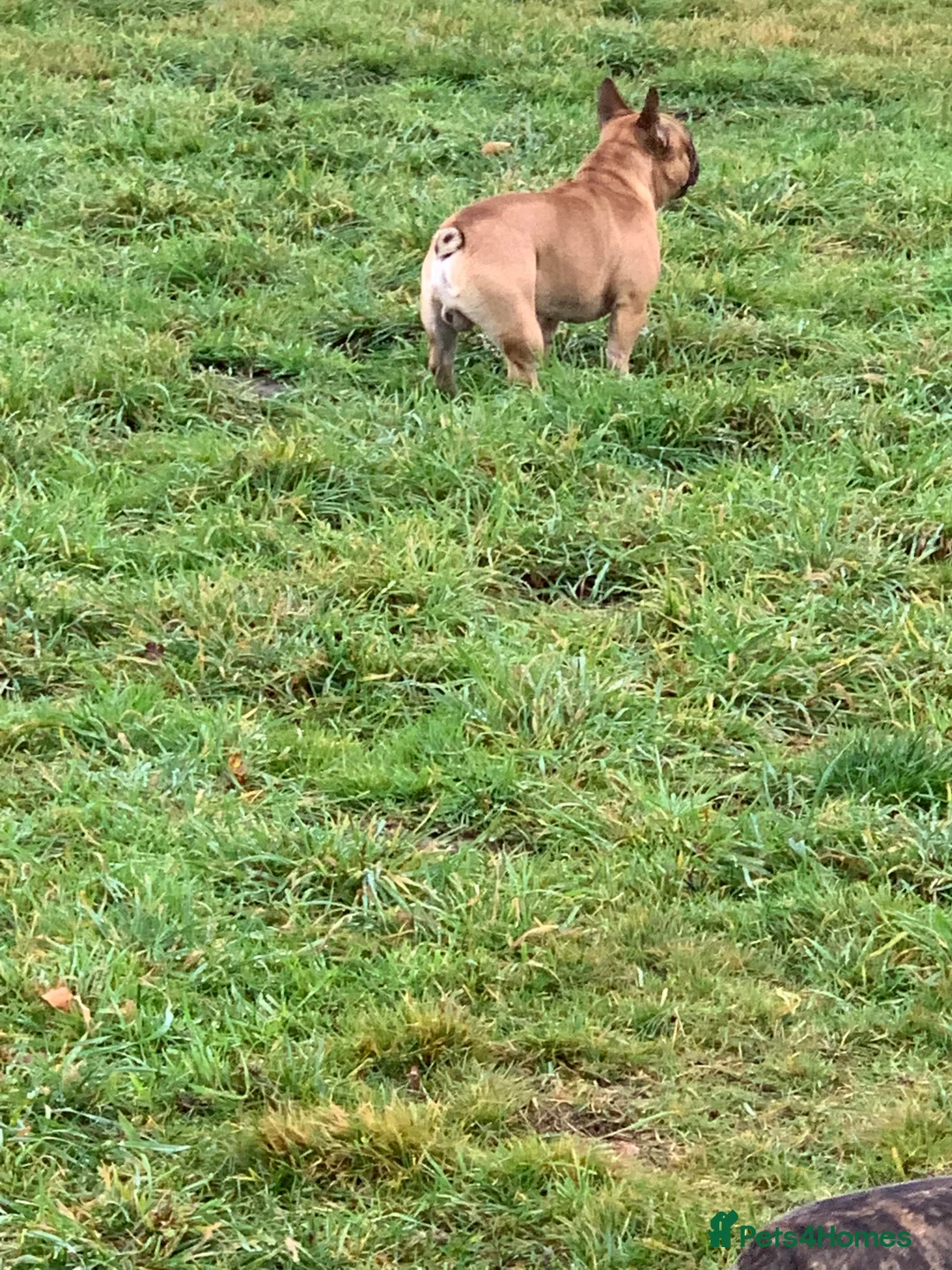 French Bulldog dogs for stud: Red fawn Dicar sired silver health tested in Edinburgh - Advert 31