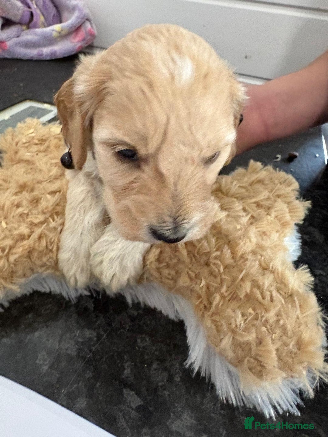 Cockapoo dogs for sale: 5 cockapoo puppy ready 13nov  - Image 12