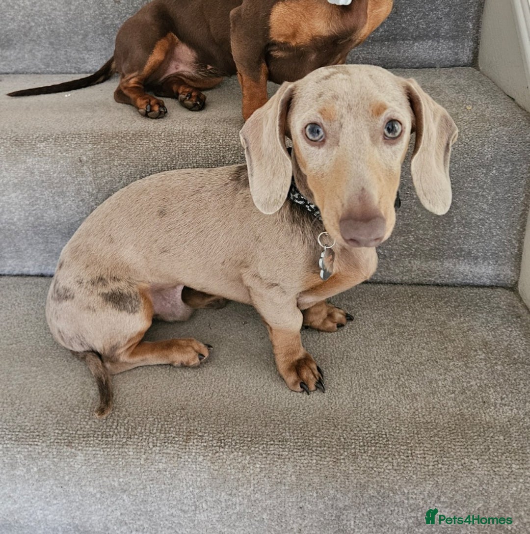 Miniature Dachshund dogs for stud: Miniature Daschund KC Registered PRA clear STUD  - Advert 1