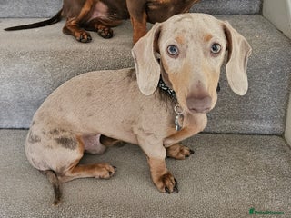 Miniature Dachshund dogs Star Light (AKA Doug) KC Registered STUD - Advert 1