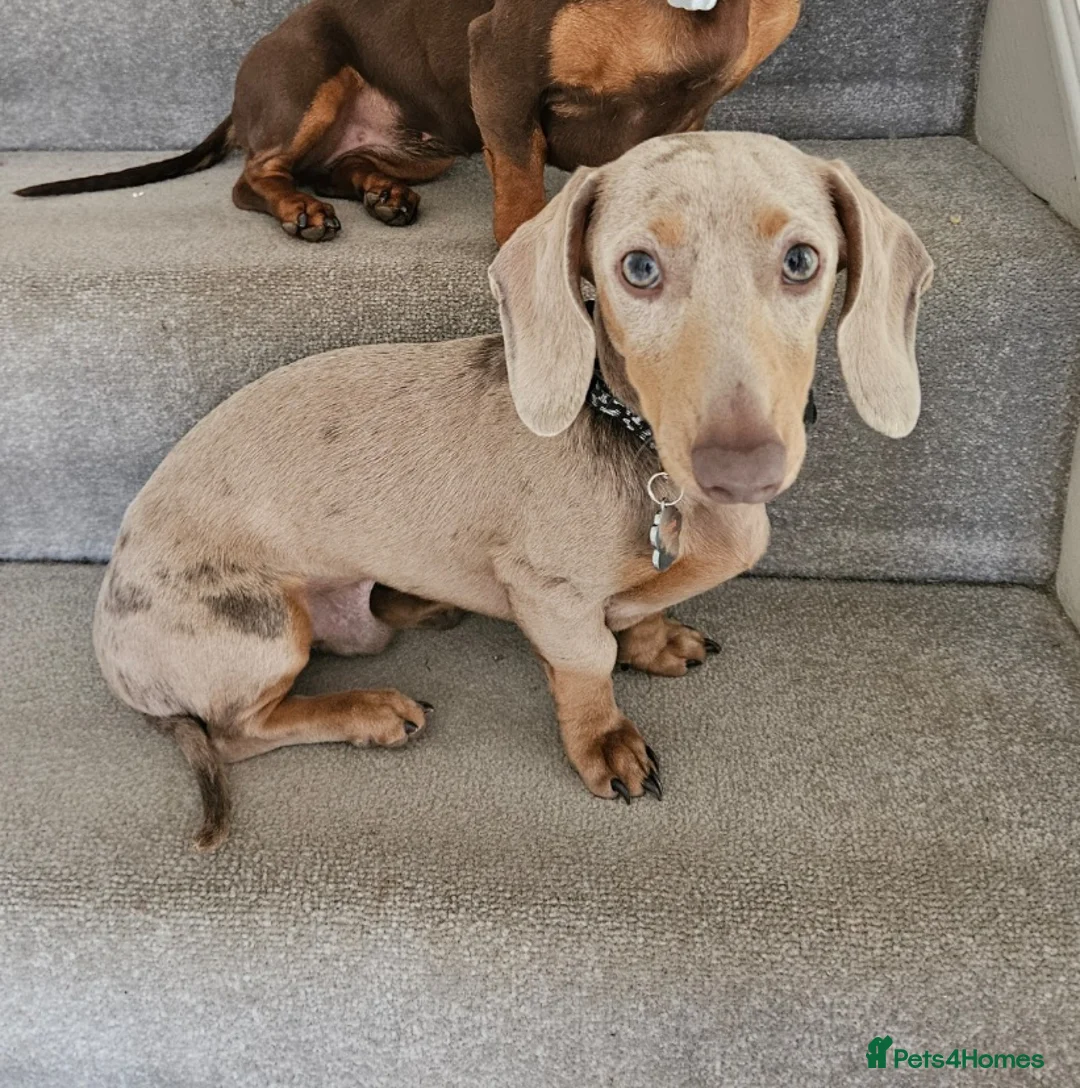 Miniature Dachshund dogs for stud: Miniature Daschund KC Registered PRA clear STUD  - Advert 1