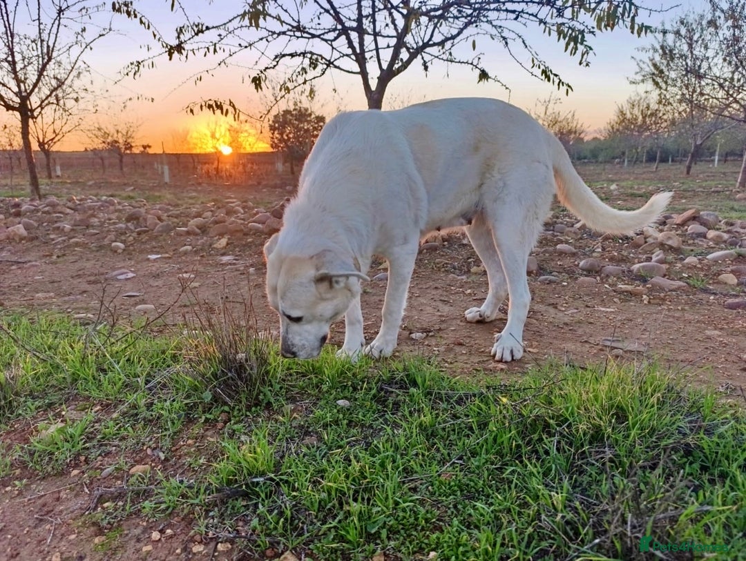 Mixed Breed dogs for adoption: ‼️🚨URGENT🚨‼️ VEGA✨🐾 - Advert 5