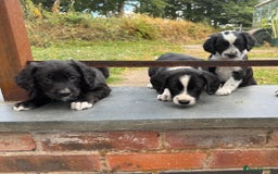 Mixed Breed dogs for sale: Collie x Cocker Spaniel pups for sale - Image 1