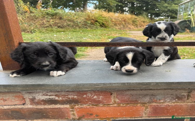 Mixed Breed dogs - Advert 16