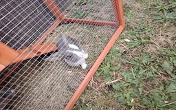 Netherland Dwarf rabbits for sale: Male rabbits 2 left  - Image 5