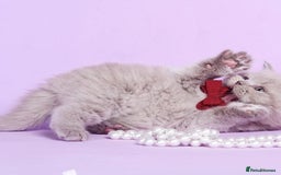 British Shorthair cats for sale: Cute pedigree lilac British shorthair kittens - Image 11