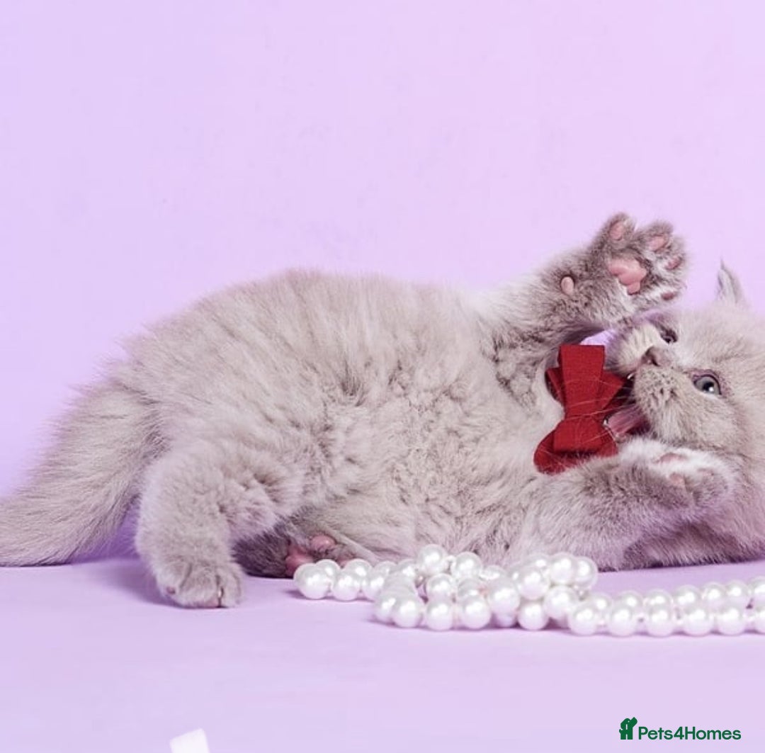 British Shorthair cats for sale: Cute pedigree lilac British shorthair kittens - Image 11