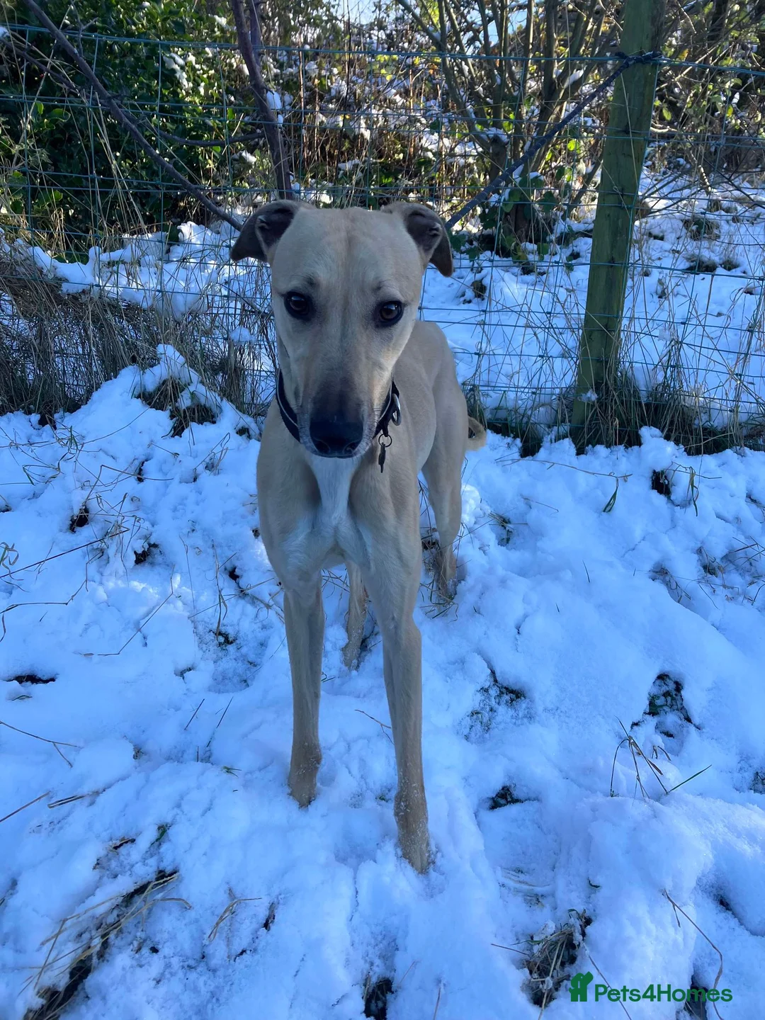 Lurcher dogs for adoption: BULLET, young bull-lurcher in rescue in Halifax - Advert 10