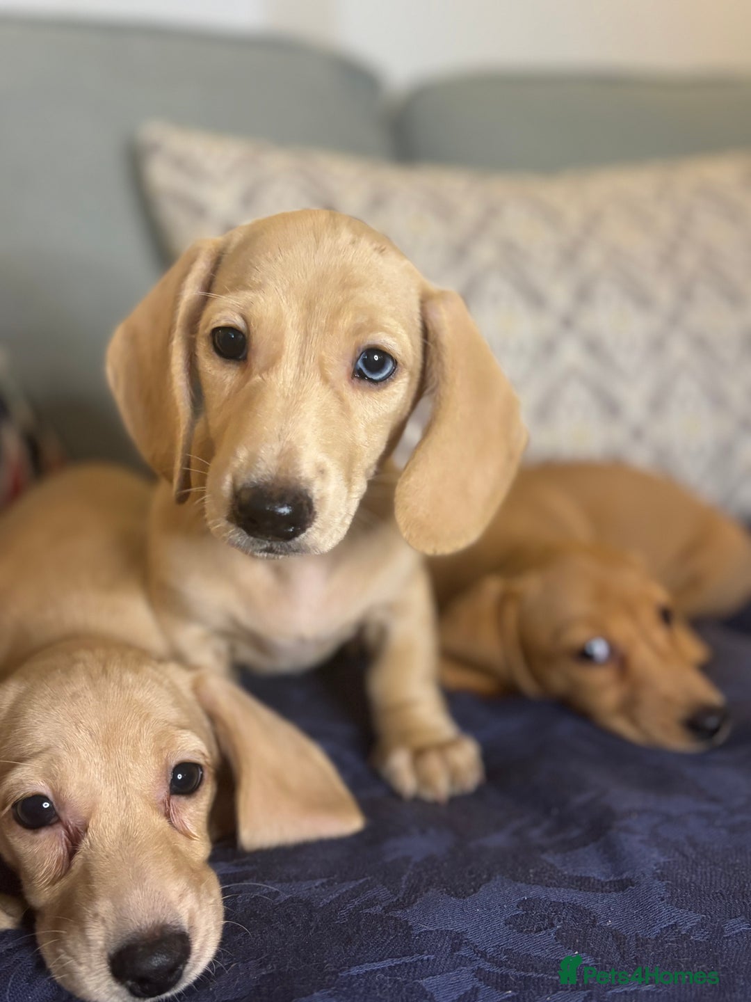 Miniature Dachshund dogs for sale: 🐶 Miniature Smooth Haired Dachshunds. KC REG. 🐶  - Image 14