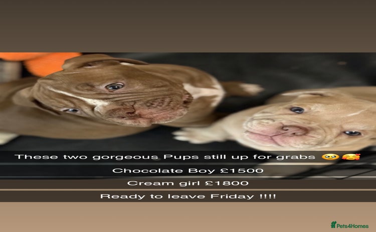 Olde English Bulldogge dogs - Advert 1