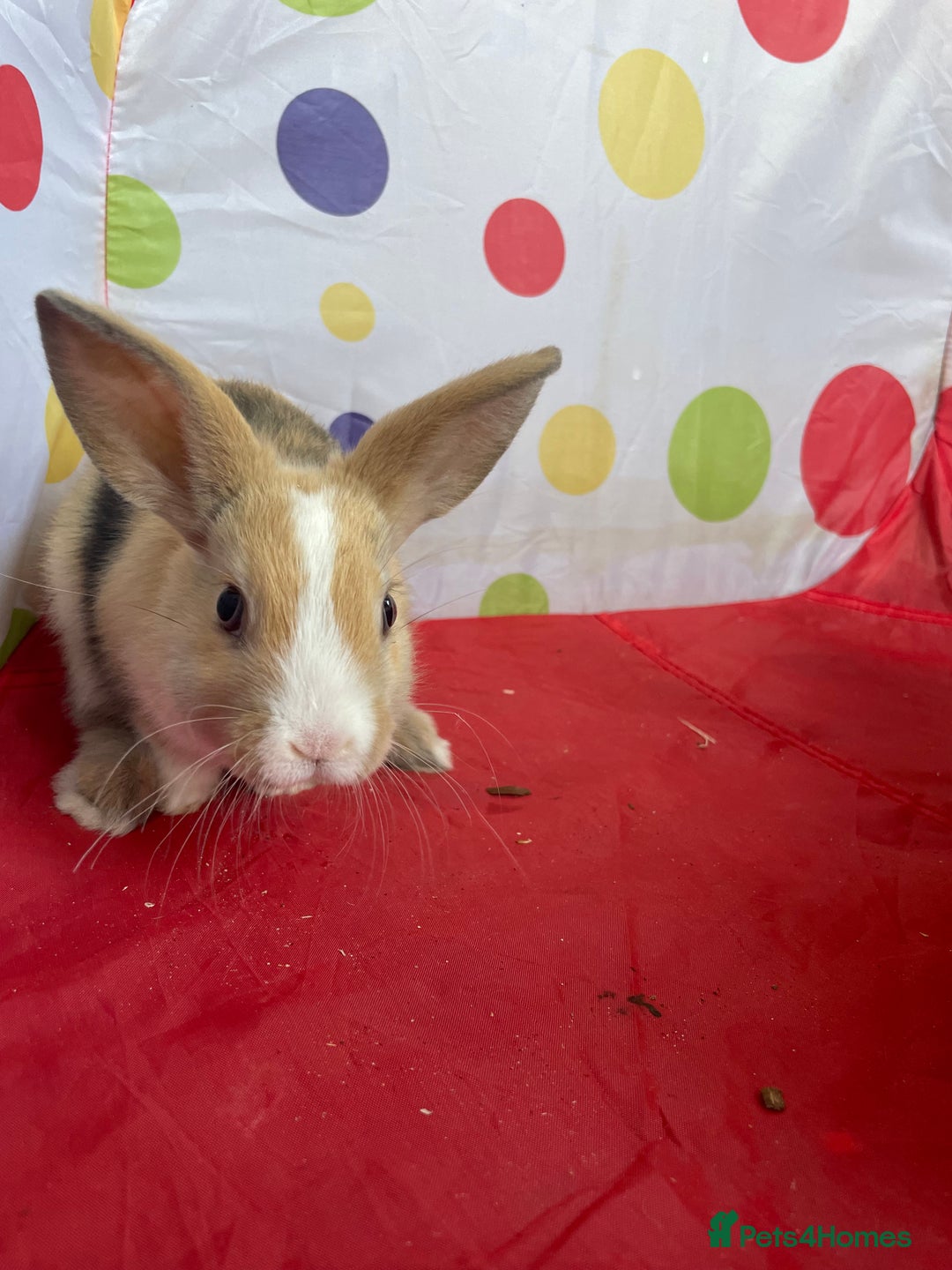 French Lop rabbits for sale: French lop mixed baby rabbits ready to go - Image 4