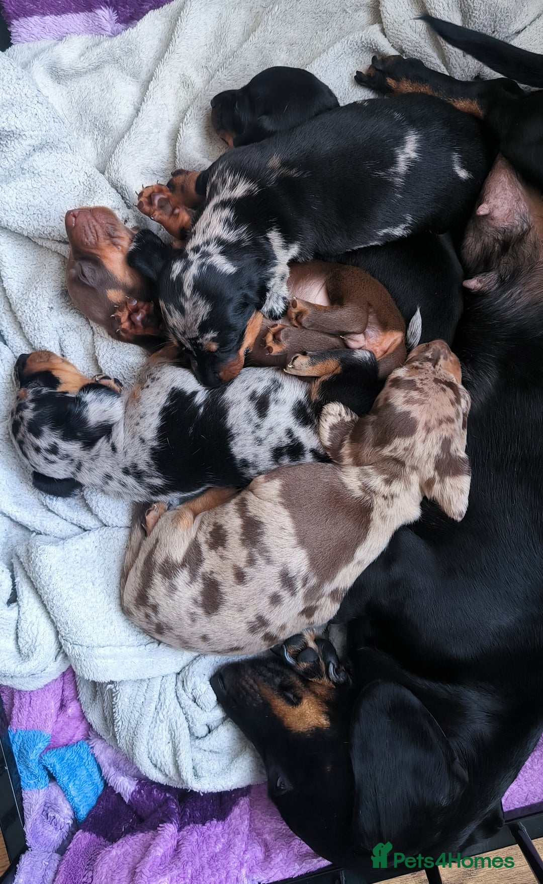 Dachshund dogs for sale: Miniature smooth hair dachshund  - Image 6