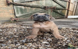 Cane Corso dogs for sale: Cane Corso puppies 9 week old 🫶❤️🫶 - Image 34