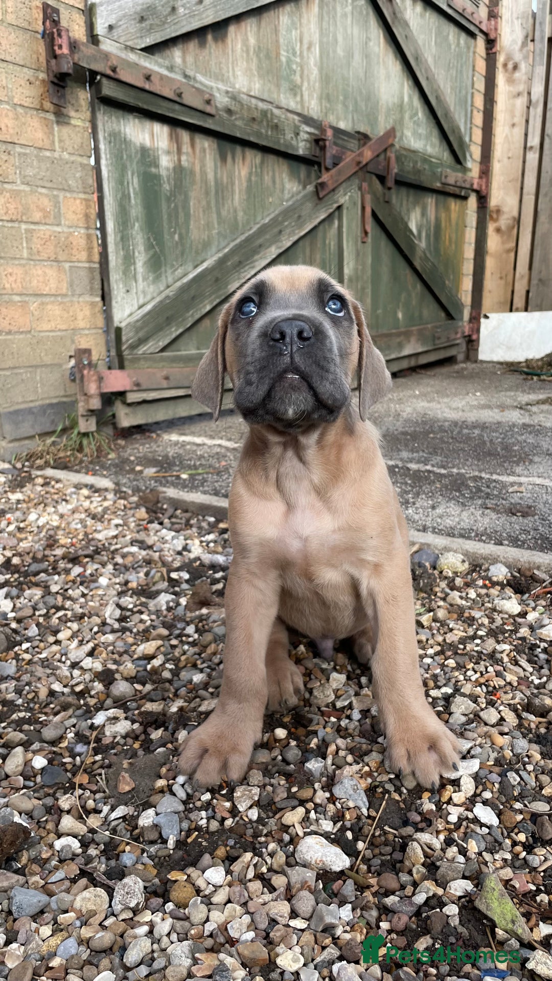 Cane Corso dogs for sale: Cane Corso puppies 9 week old 🫶❤️🫶 - Image 34