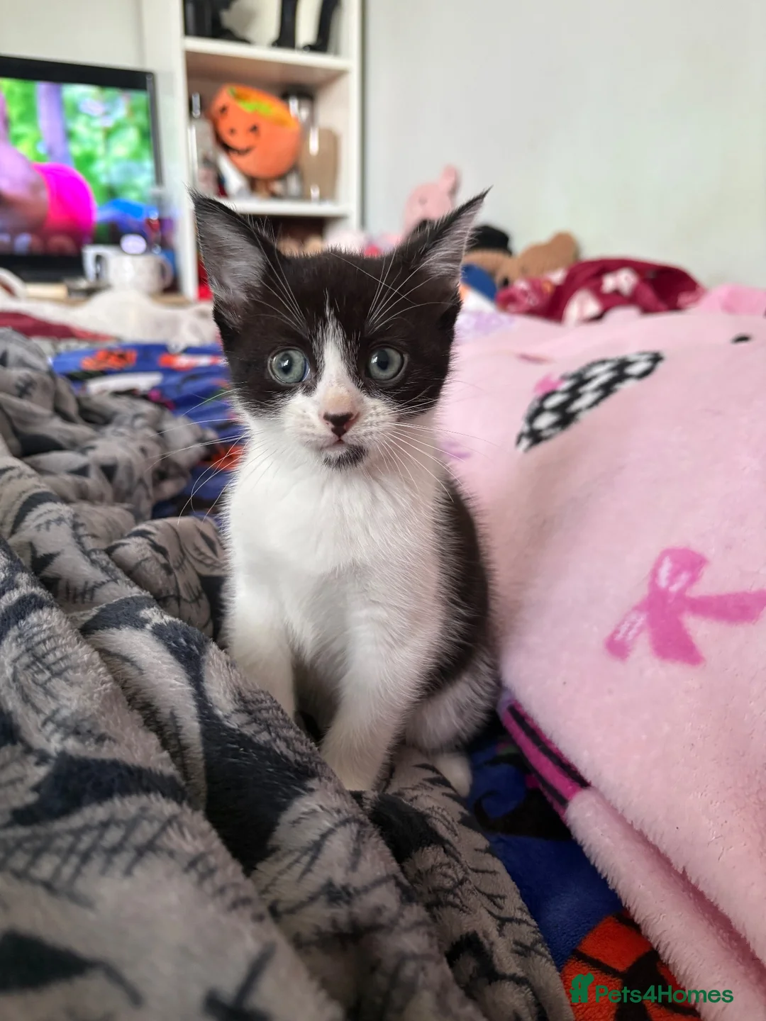 Mixed Breed cats for sale: Scottish fold/domestic short hair  in Basildon - Advert 10