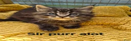Maine Coon cats for sale: Beautiful maine coon kittens  - Advert 15