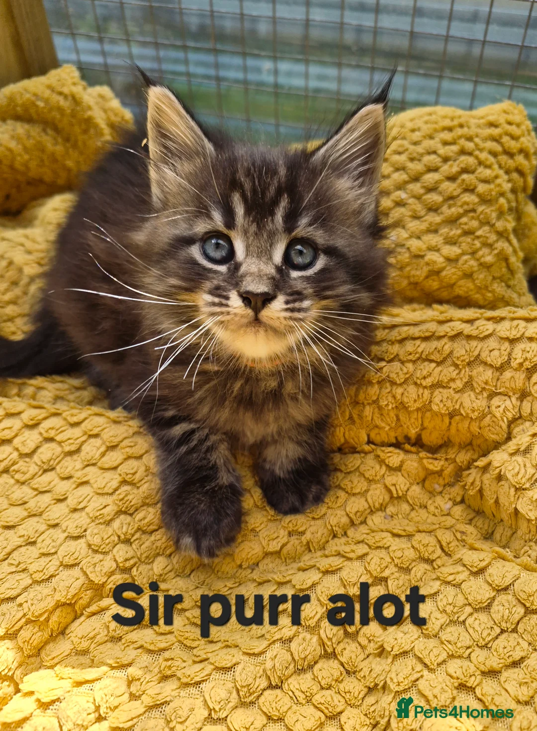 Maine Coon cats for sale: Beautiful maine coon kittens  - Advert 15